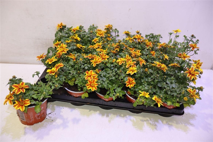 <h4>Bid Solaire Star</h4>