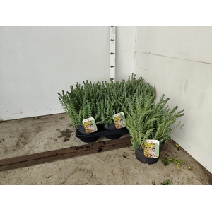 SEDUM REFLEXUM