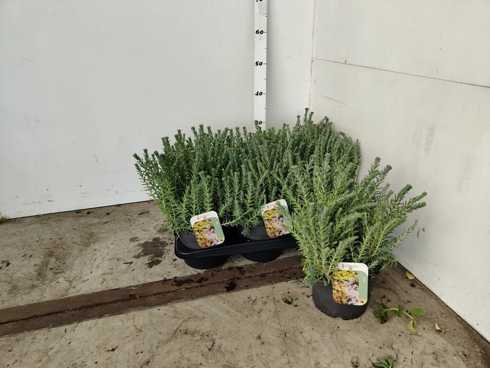 <h4>SEDUM REFLEXUM</h4>