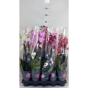 Phalaenopsis   ...mix  7