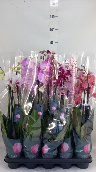 <h4>Phalaenopsis   ...mix  7</h4>