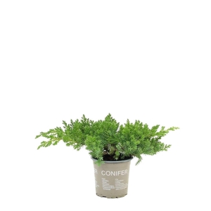 Juniperus procumbens Nana
