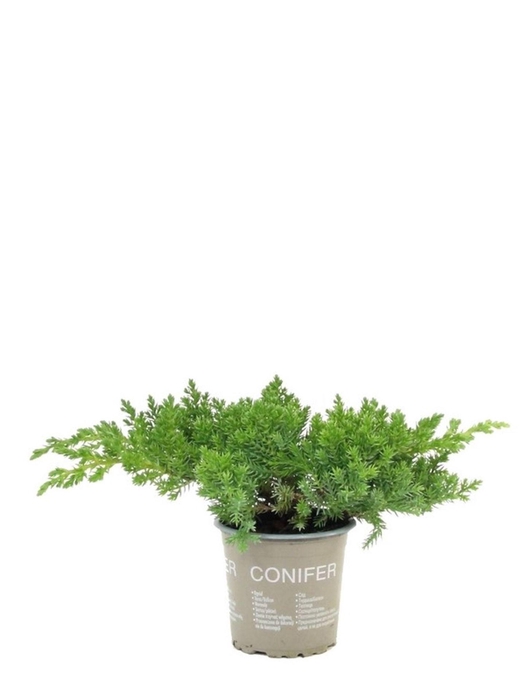 <h4>Juniperus procumbens Nana</h4>