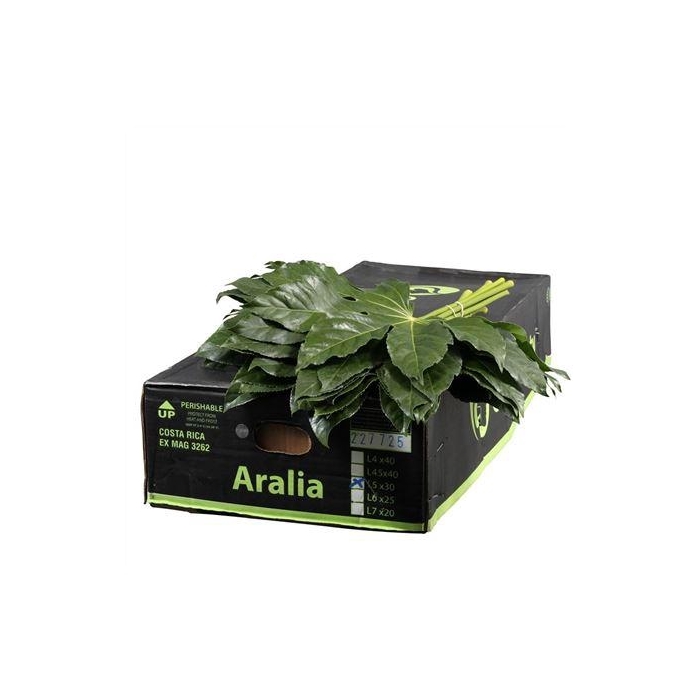 <h4>ARALIA 50 CM GR. BEAUTY</h4>