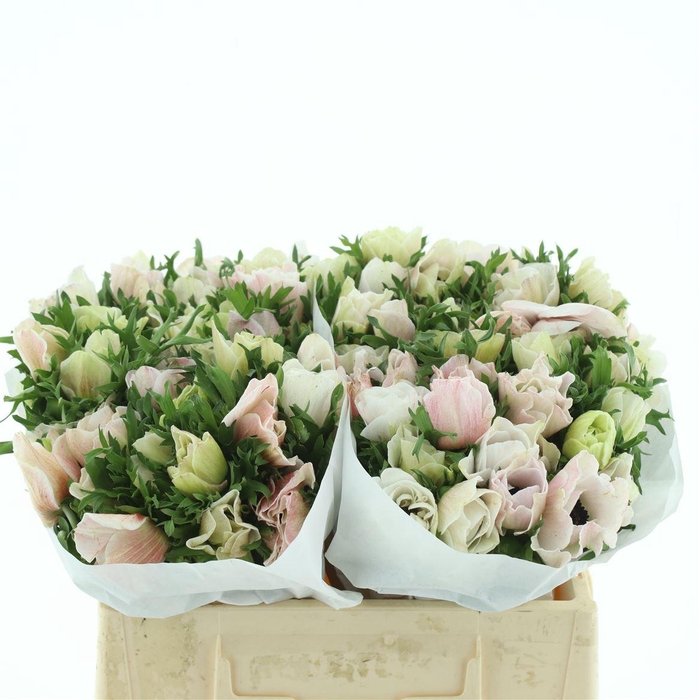 <h4>Anem Mistral White Super</h4>