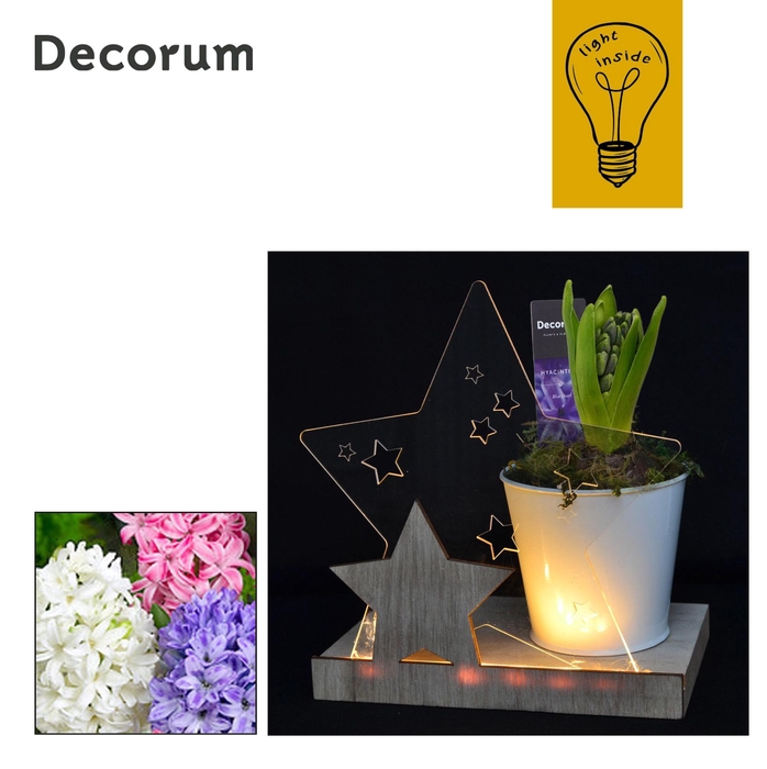 <h4>ARR HYACINTH</h4>