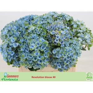 HYDR M MAG REVOLU BL