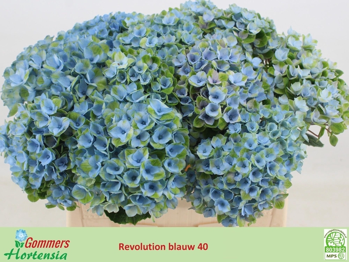 <h4>HYDR M MAG REVOLU BL</h4>