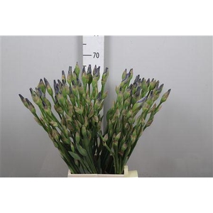 Iris G Cup Race White/ Blue