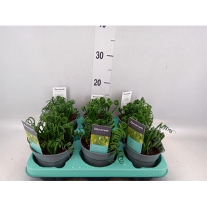 Albuca spiralis 'Frizzle Sizzle'