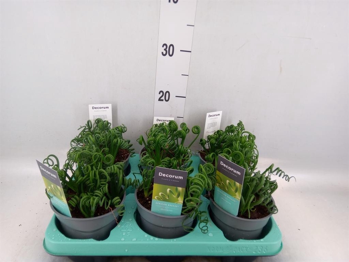 <h4>Albuca spiralis 'Frizzle Sizzle'</h4>