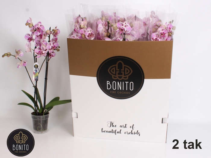 <h4>PHAL AN SEVILLA</h4>