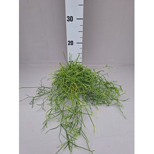 Rhipsalis cassutha