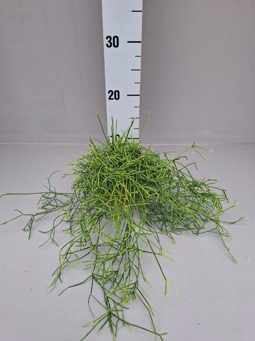 <h4>Rhipsalis cassutha</h4>