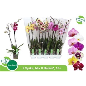 Phal Gem 8 Kl