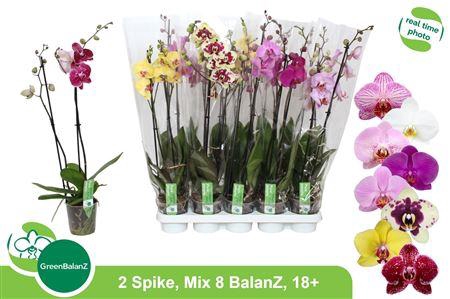 <h4>Phal Gem 8 Kl</h4>