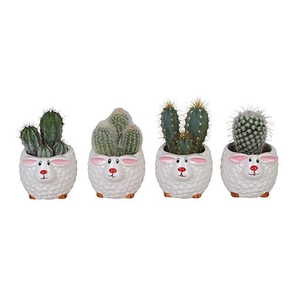 CACTUS MIX P6 L 66225