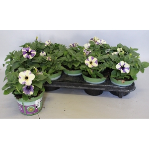 Petunia Blueberry Sky