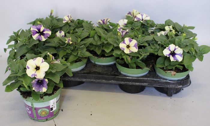 <h4>Petunia Blueberry Sky</h4>