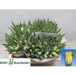 TU FR REBELLIOUS YEL