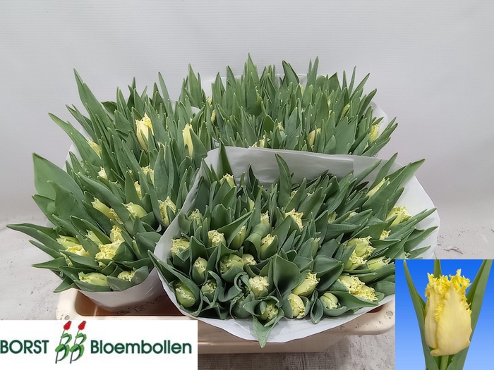 <h4>TU FR REBELLIOUS YEL</h4>