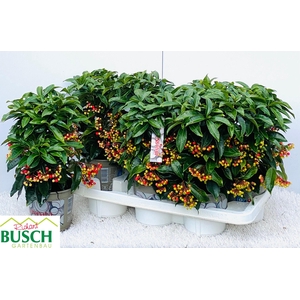 Ardisia Crenata 14Ø 35cm