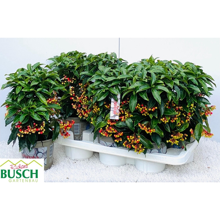 <h4>Ardisia Crenata 14Ø 35cm</h4>