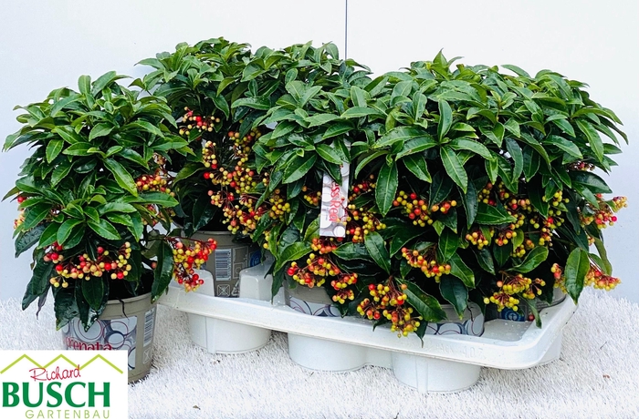 Ardisia Crenata 14Ø 35cm