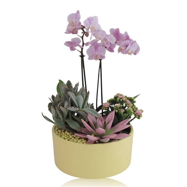 <h4>Arrangement Phalaenopsis 2 tak Keramiek schaal Mat Geel 22 cm</h4>