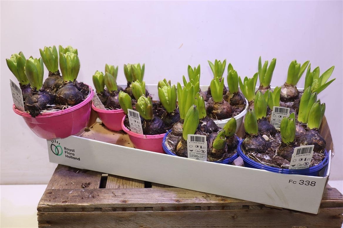 <h4>Hyacin Gem 3 Kl</h4>