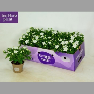 CAMP IS ATLANT WHITE