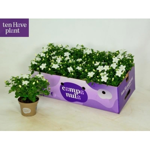 CAMP IS ATLANT WHITE