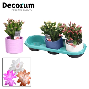 Schlumbergera - 13 cm - Keramiek Gemma - mix- Decorum