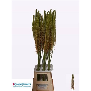 Eremurus Cleopatra