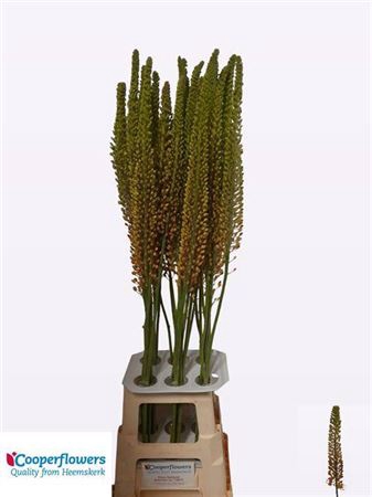 <h4>Eremurus Pinokkio 110cm</h4>