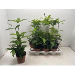 Dracaena Surculosa 14Ø 60cm 5pp