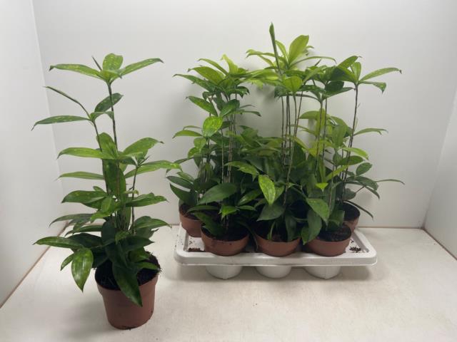 Dracaena Surculosa 14Ø 60cm 5pp