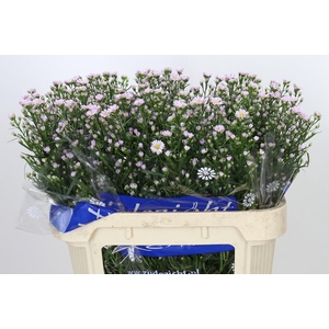 Aster Claudia