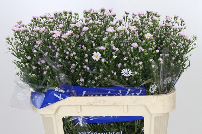 <h4>Aster Claudia</h4>
