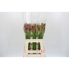 Nerine Mister Nick