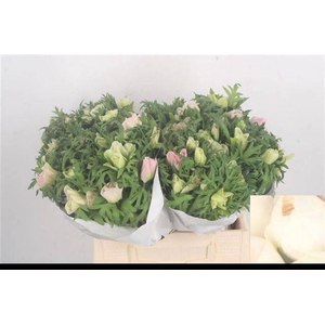 ANEM CO MIS + L PINK