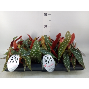 Begonia maculata