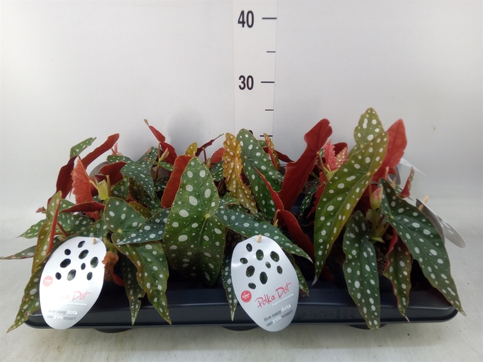 <h4>Begonia maculata</h4>
