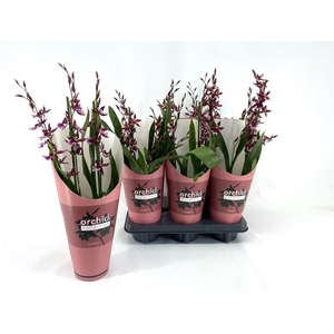 BUR BARROCCO RED