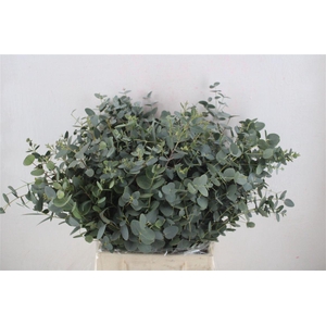 Euca Gunny Short 150gr P Bunch