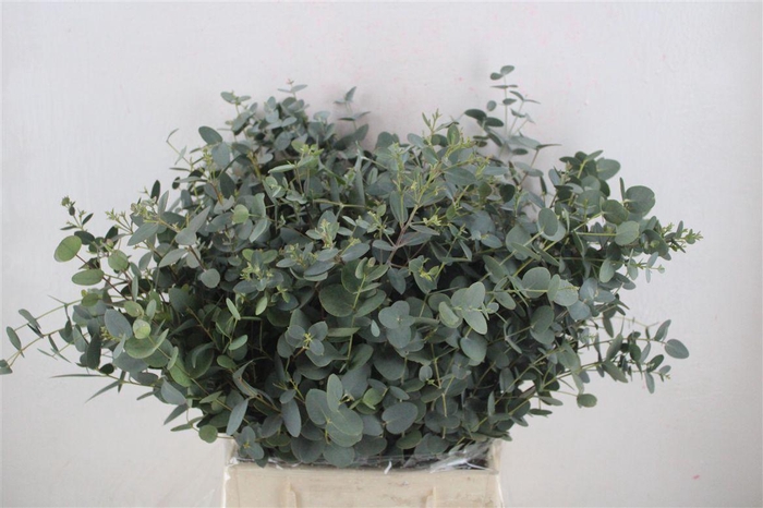 <h4>Euca Gunny Short 150gr P Bunch</h4>