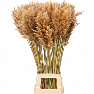 Dried Cortaderia Naturally