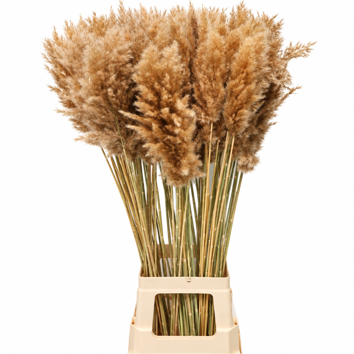 <h4>Dried Cortaderia Naturally</h4>