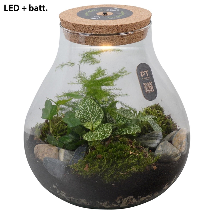 <h4>Arr.   Kamerplant Groen H%</h4>