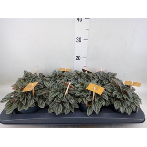 Peperomia  'Napoli Nights'